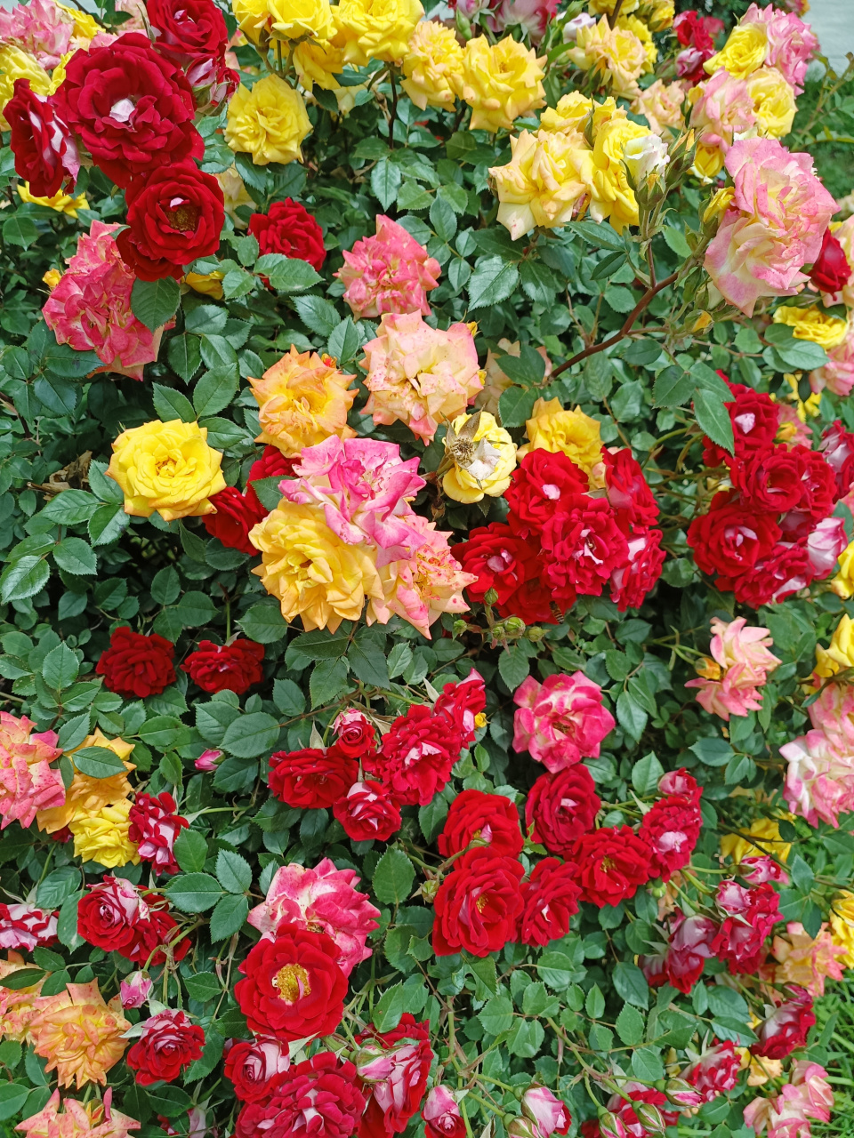 蔷薇花竟然有这么多颜色,让公园美不胜收,让人们心情大好!