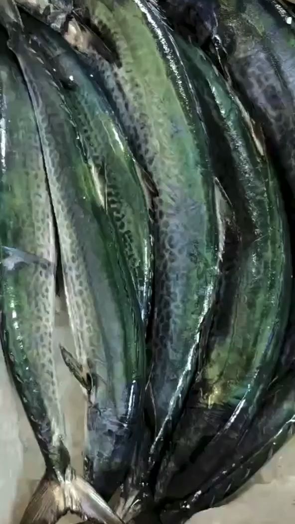 象山港川乌,就这一个月最美味