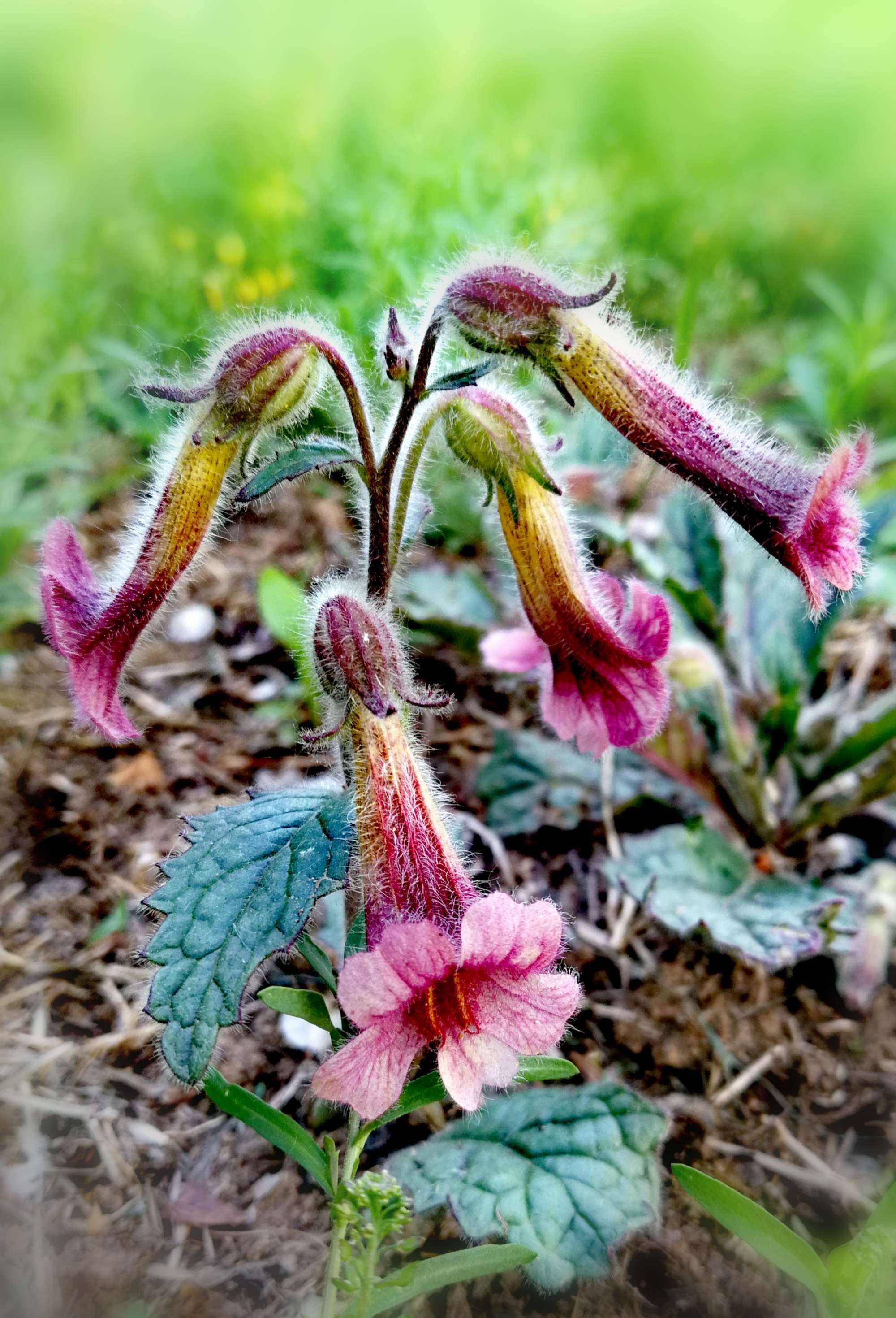 方氏红学:何为绛珠仙草,人参养荣丸?