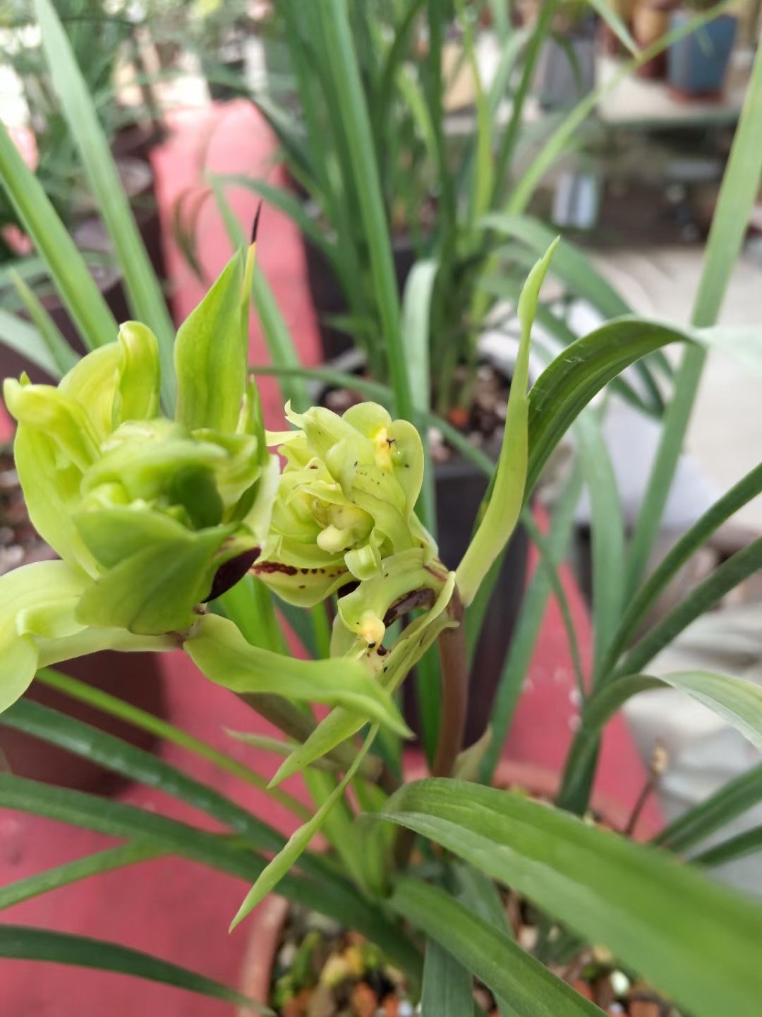 绍兴漓渚兰花