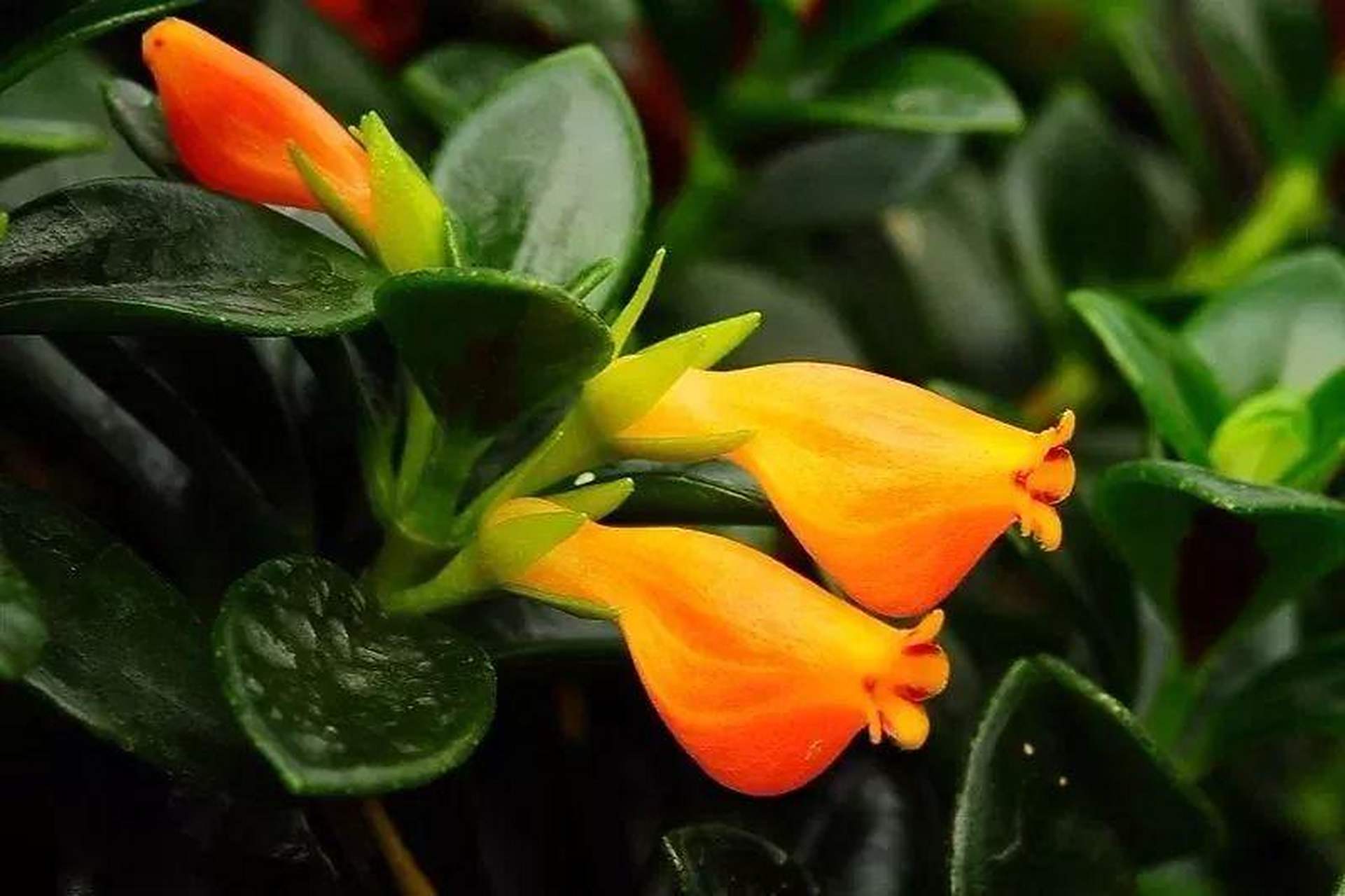 花卉盆景# 金鱼吊兰(nematanthus wettsteinii),是苦苣苔科袋鼠花属