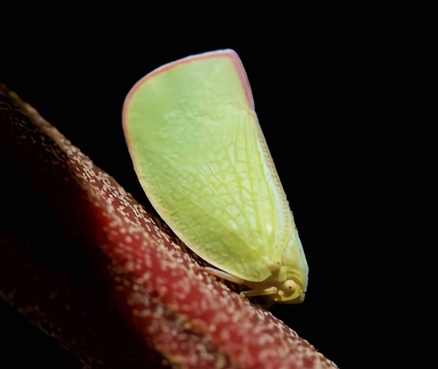 每天认识一种昆虫——青蛾蜡蝉 青蛾蜡蝉又名褐缘蛾蜡蝉,是同翅目,蛾