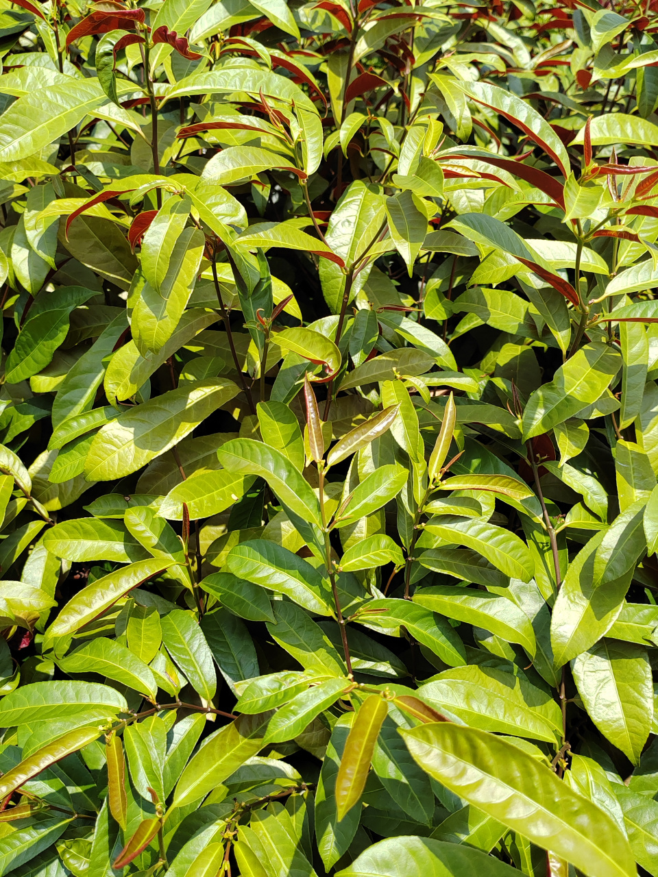 公园里的观赏植物:红背桂花,别名青紫木 红背桂花是一种实用价值较高