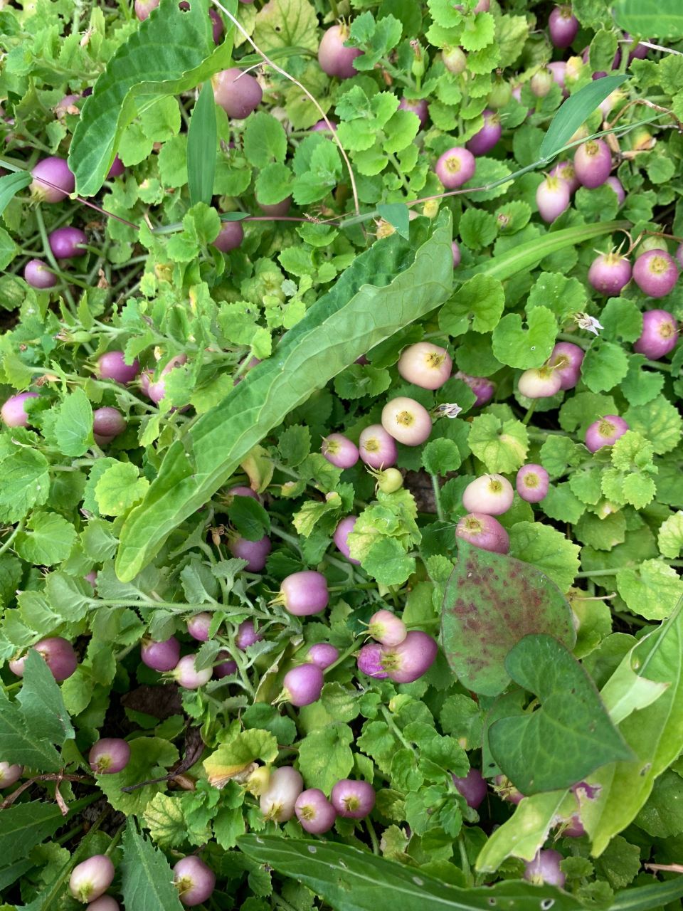 看看这长在地上的紫色小果果好可爱哦 它叫什么名字啊?