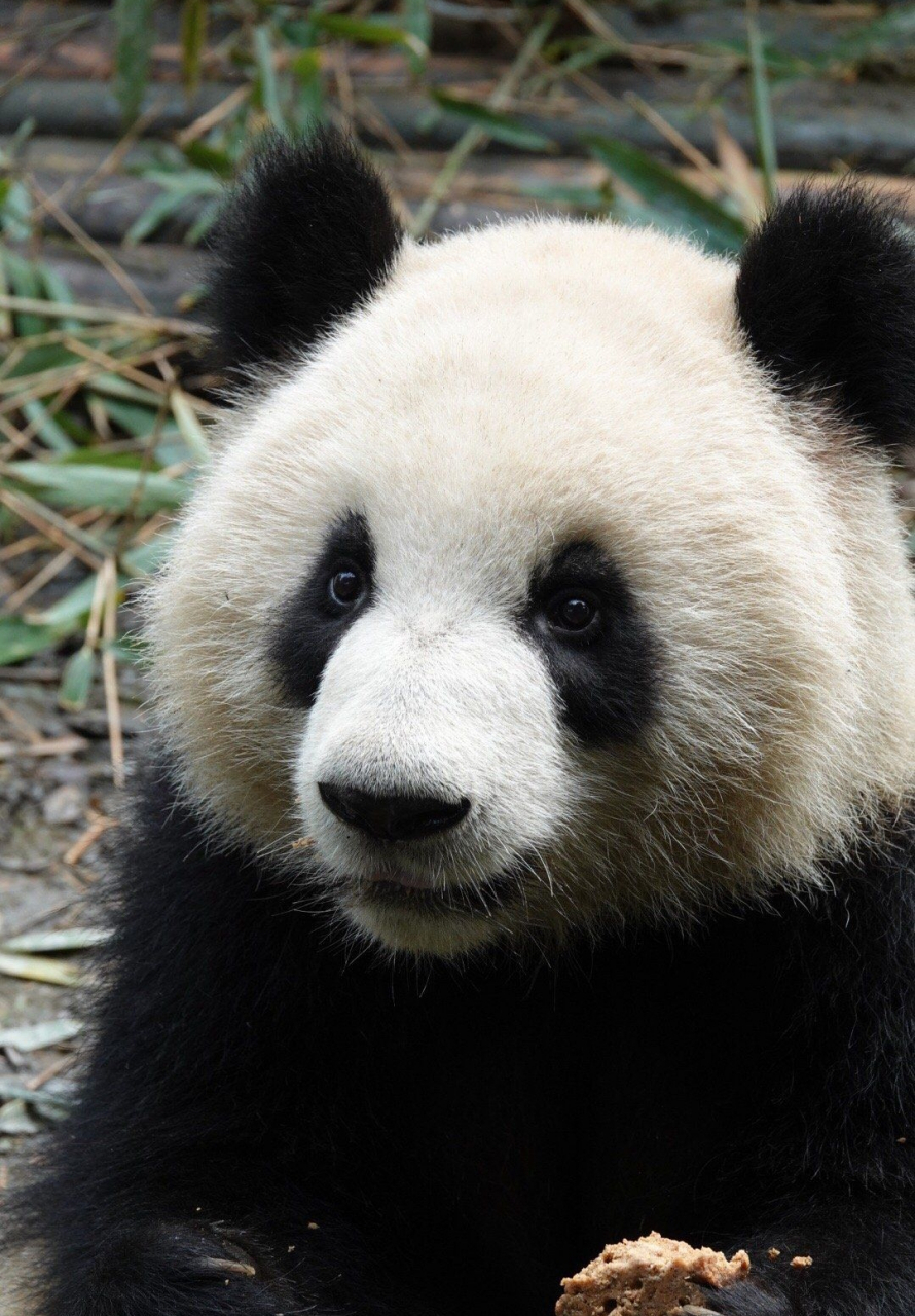 大美真的好像美女,  大美,  雌性大熊猫,  谱系号1073,  2017年6月27