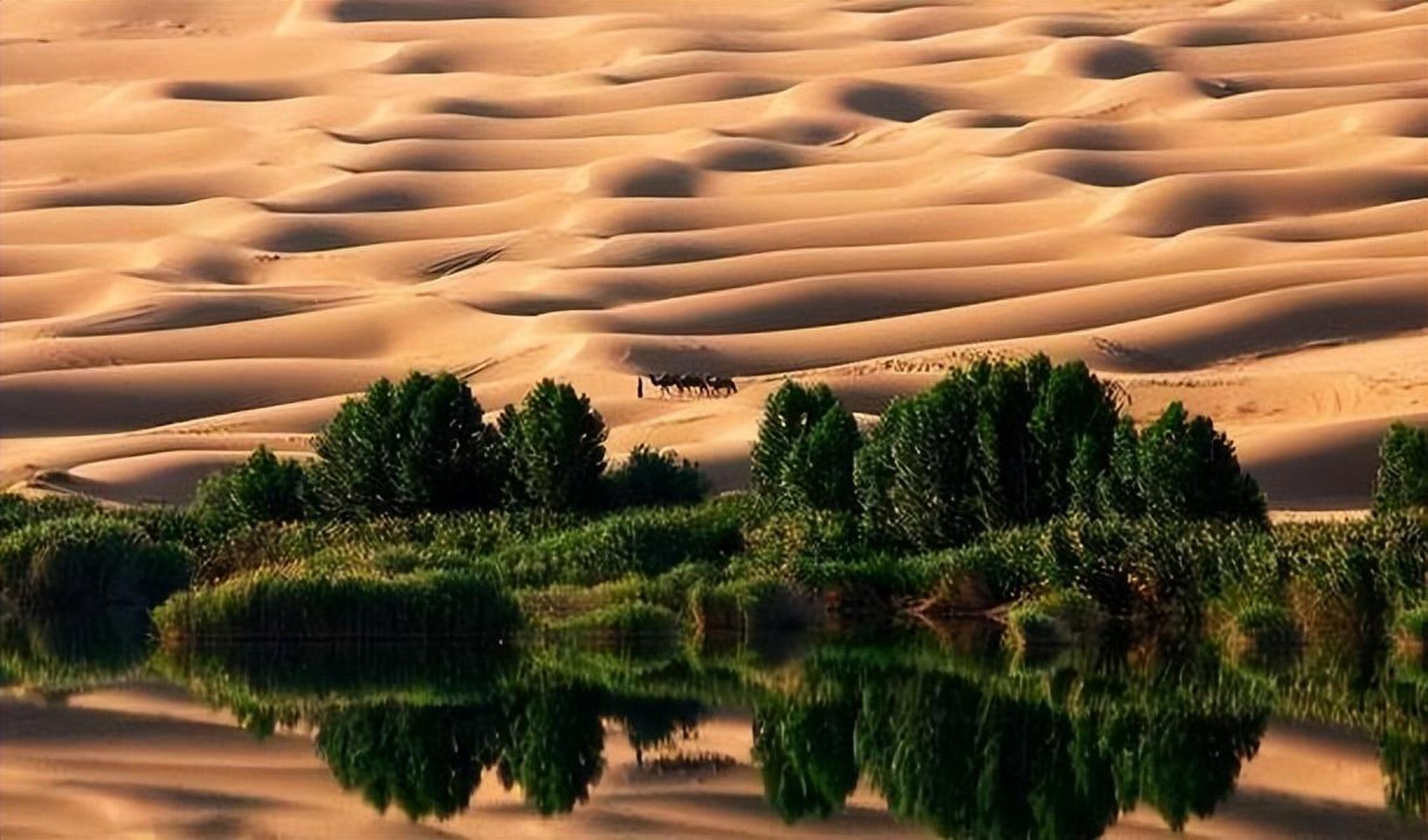 沙漠里种1亿棵树,4年过去了,如今树怎样了  蚂蚁森林是一款通过虚拟