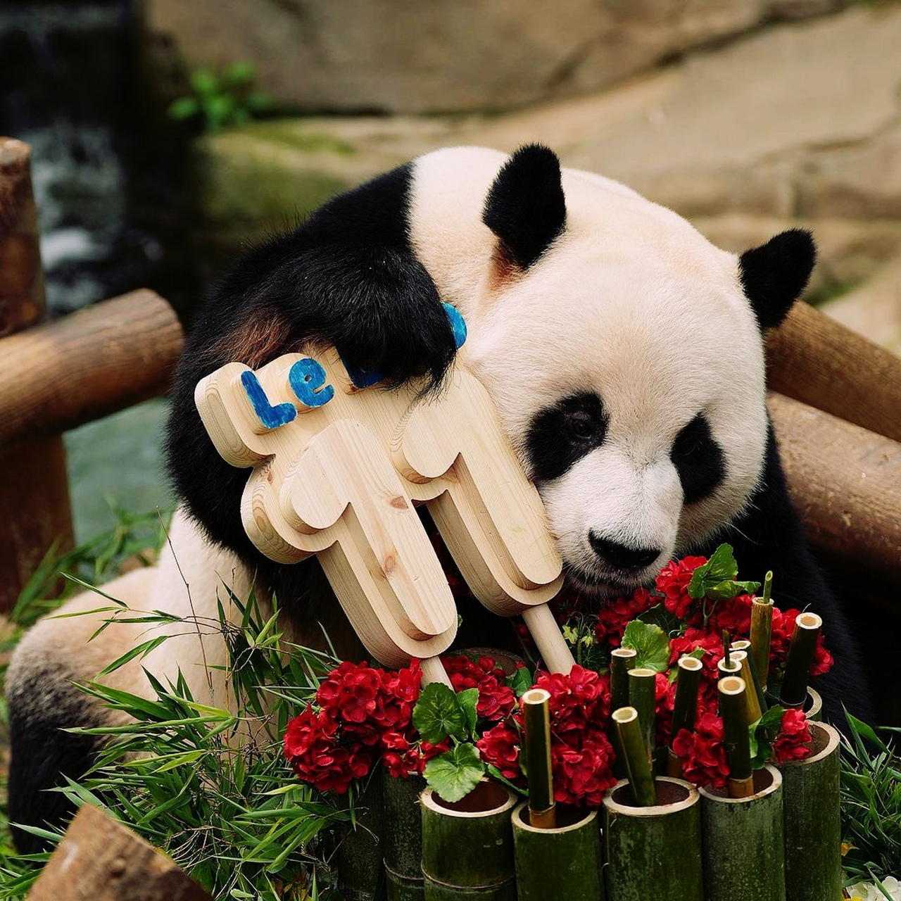 大熊猫# 大熊猫乐宝和福宝父女的相似之处,再次被发现.