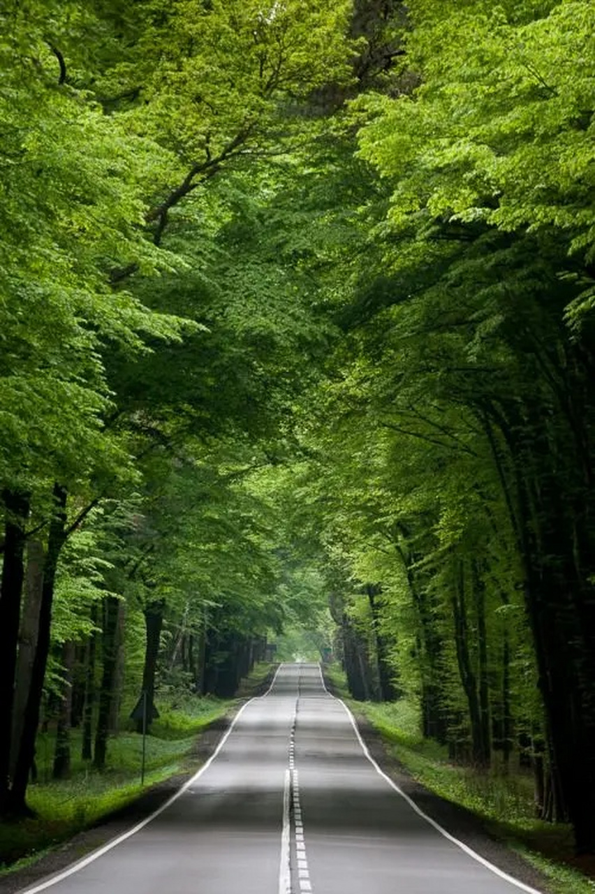 美图分享,绿树成荫的道路,现在哪个地方是这样的