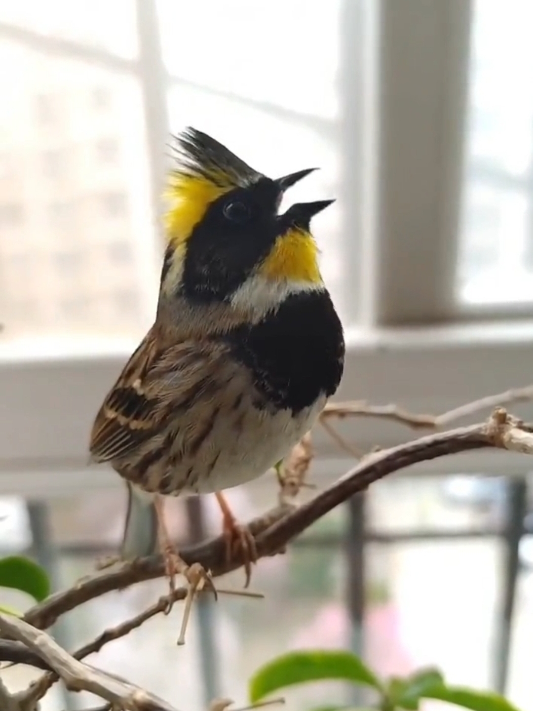 虎头凤鸟的优点,一年四季都在唱歌,养起来很简单,主要喂小米,面包虫