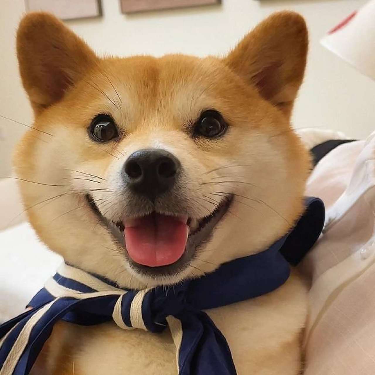 今日份的阿柴头像已到账,快来查收!#狗狗