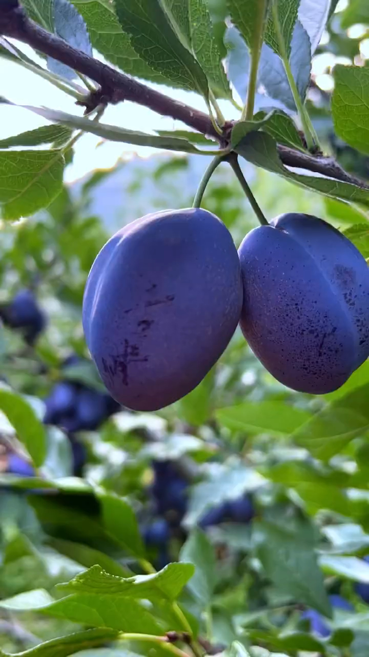 西梅蓝蜜李子苗 品种长势旺盛 自花授粉 耐严寒 产量高