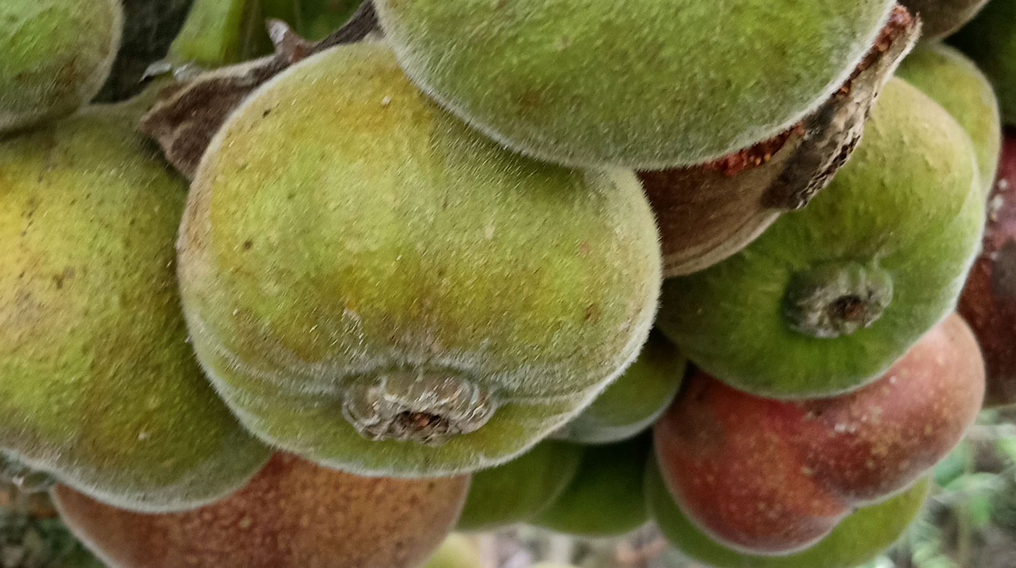 长在深山里的云南野生无花果