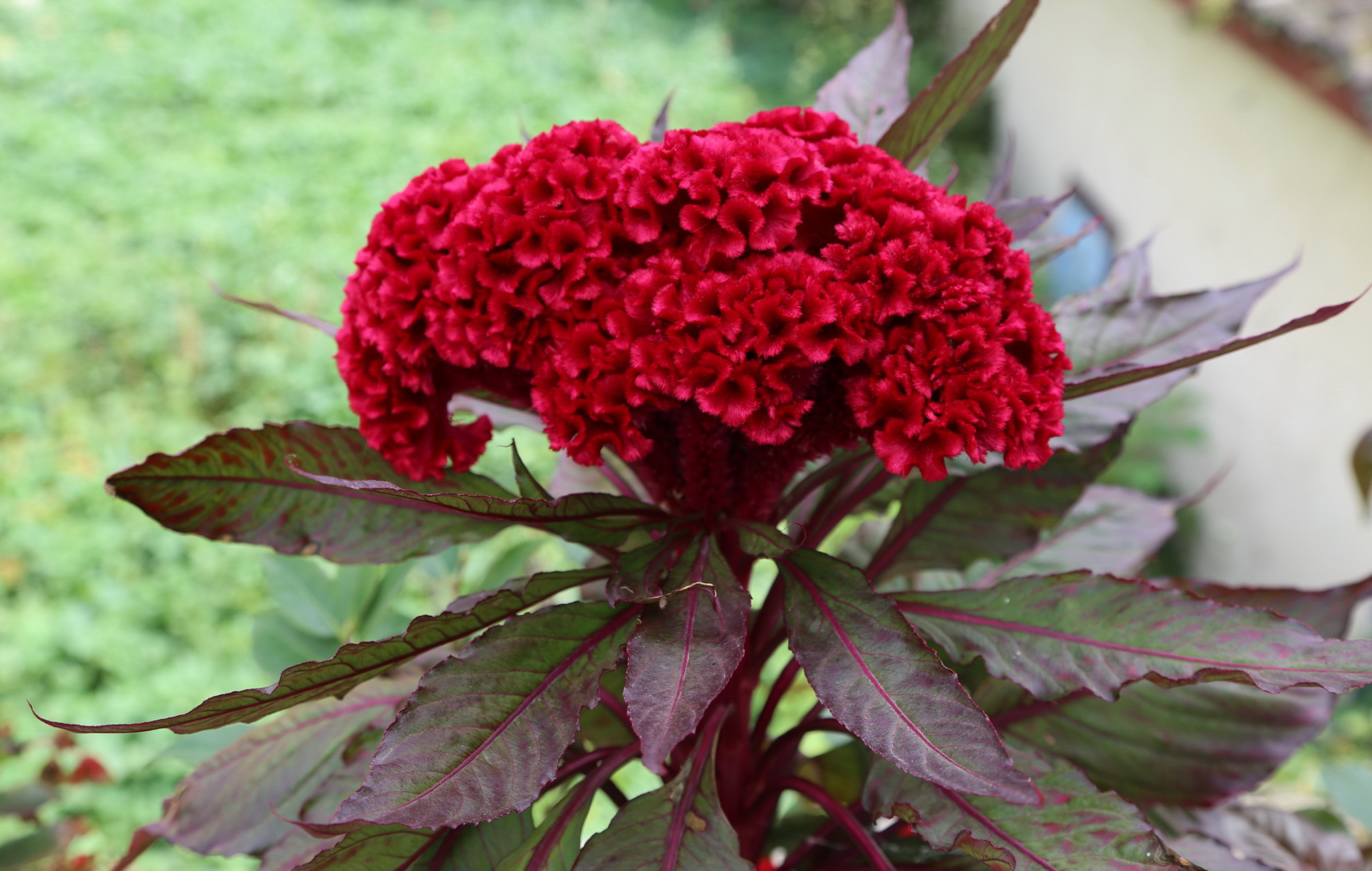 鸡冠花呈穗状花序,多分枝呈鸡冠状,卷冠状或羽毛状,花呈红,紫,黄,橙色