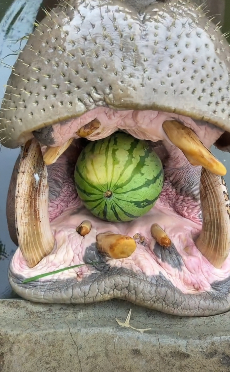 河马吃西瓜91一口一个,炎炎夏日消暑美味,看着都能甜到心里去.