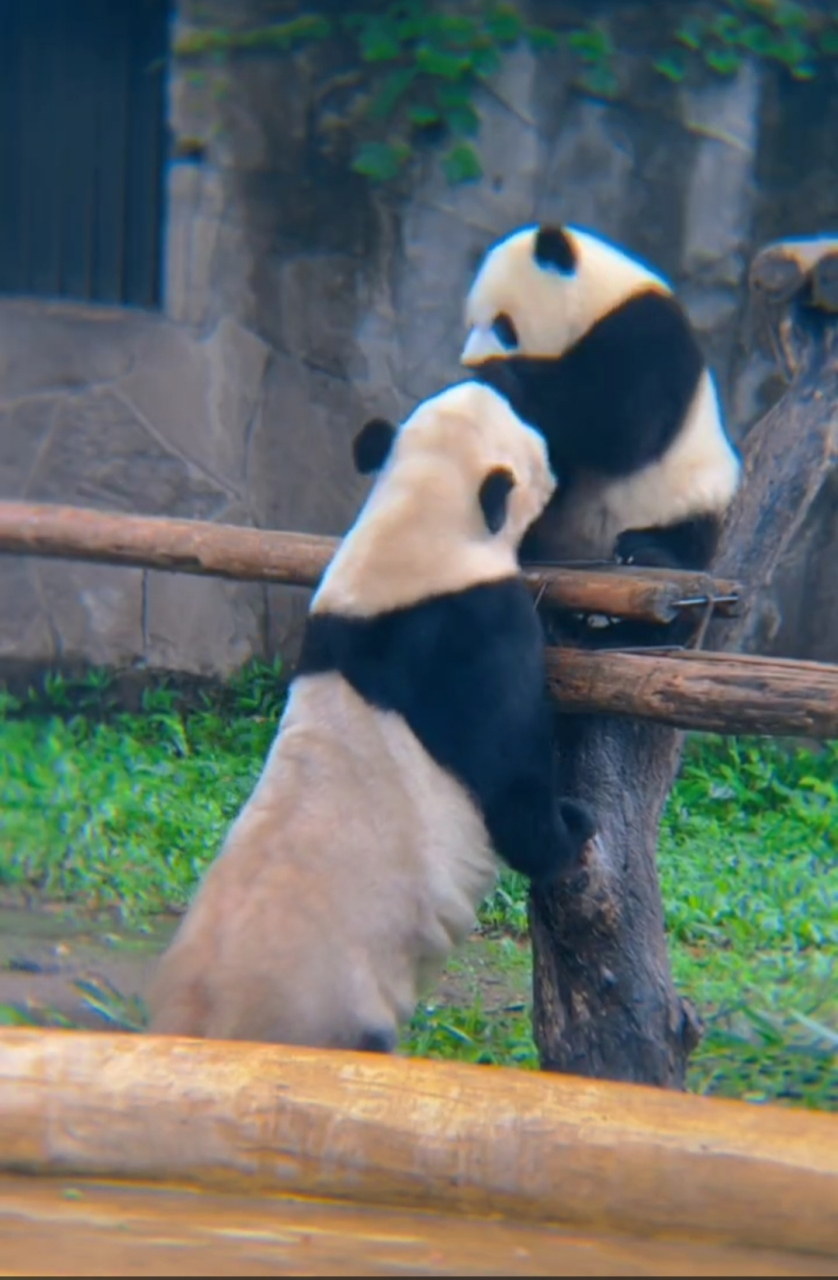 两只熊猫背影图片