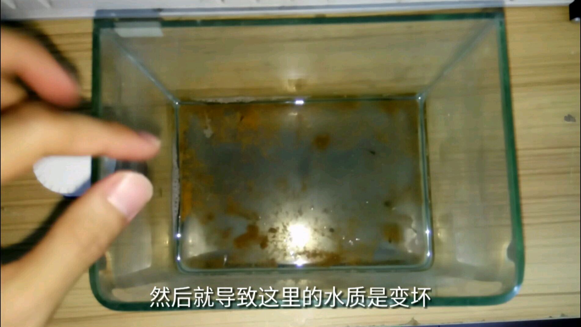 刚出生的孔雀鱼喜欢吃什么?鱼缸太脏这样清理,秒变高清画面