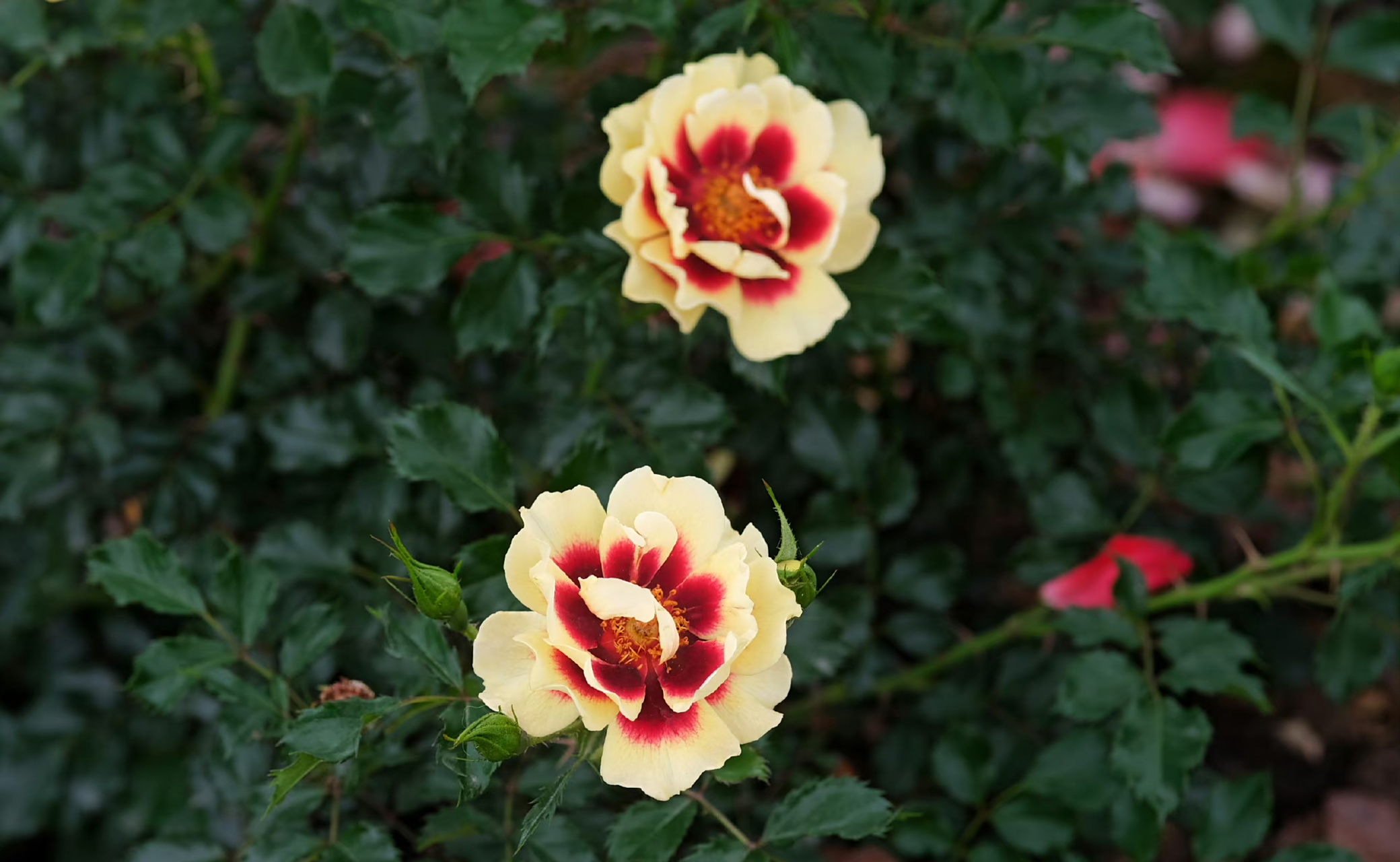 rosa babylon eyes  系列-巴比伦眼睛月季.