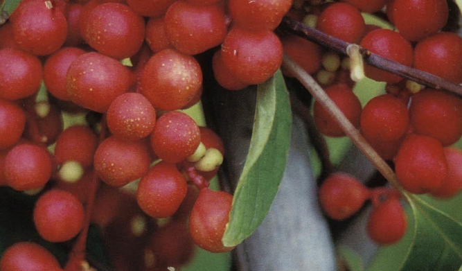 吉林四平这四种特产,远近闻名,看看你吃过哪几种?