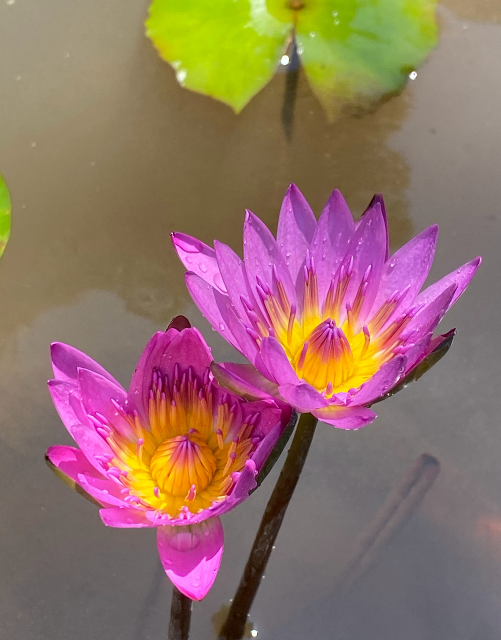 依偎,并肩秀恩爱的鲁比睡莲 #美好假期在旅途