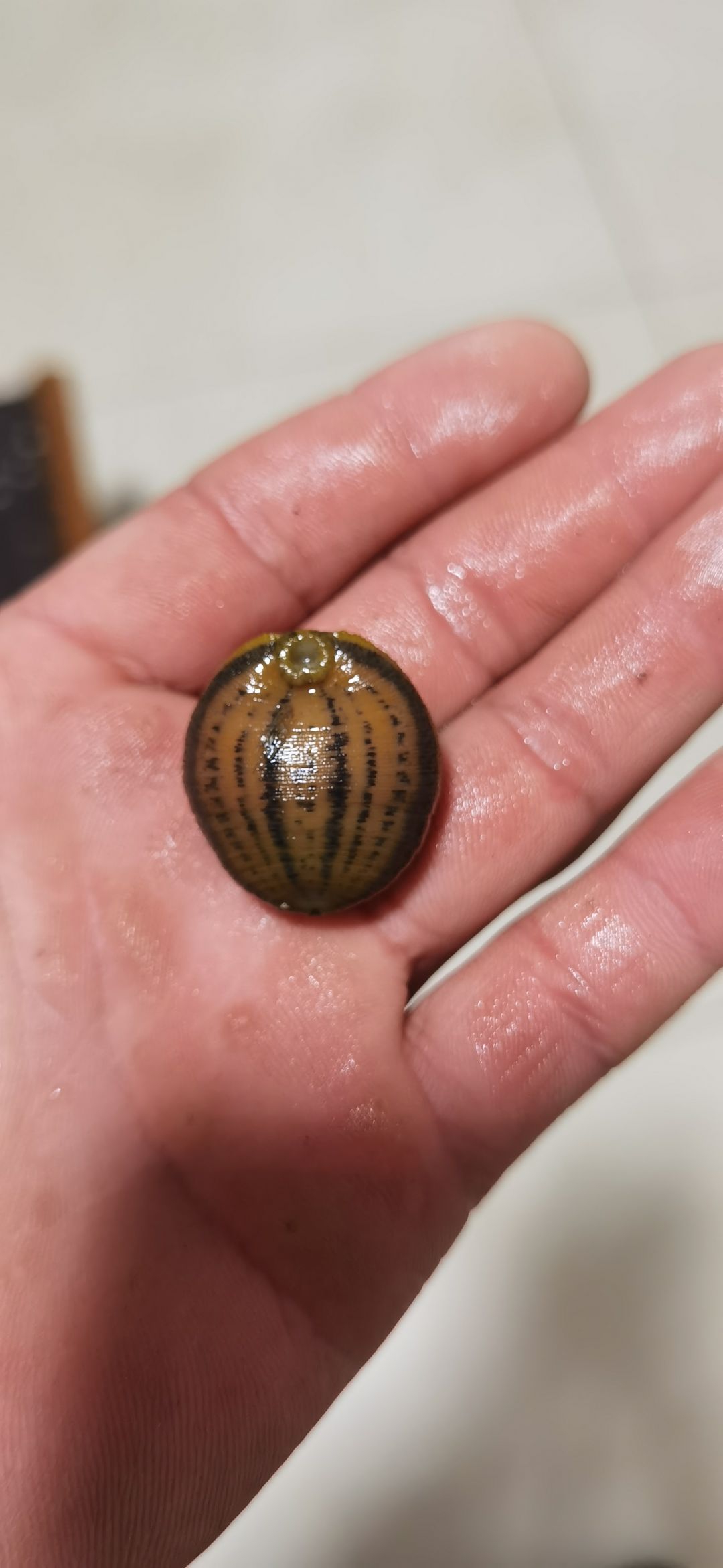 有木有稀罕的 这玩意儿可好养了 能