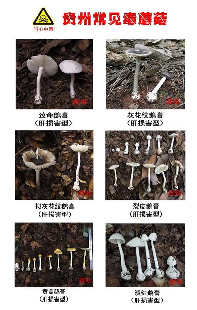 在野外如何判断蘑菇有没有毒?
