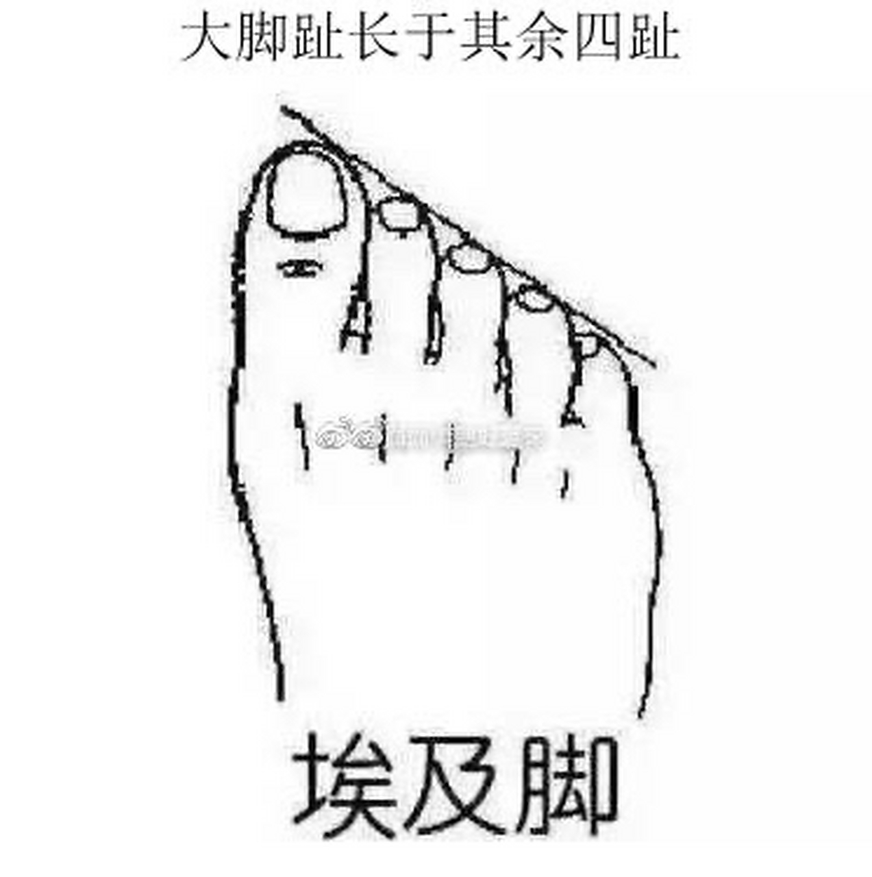 大脚趾长于其余四趾    这种脚型就是俗称的"埃及脚",她们都是比较有