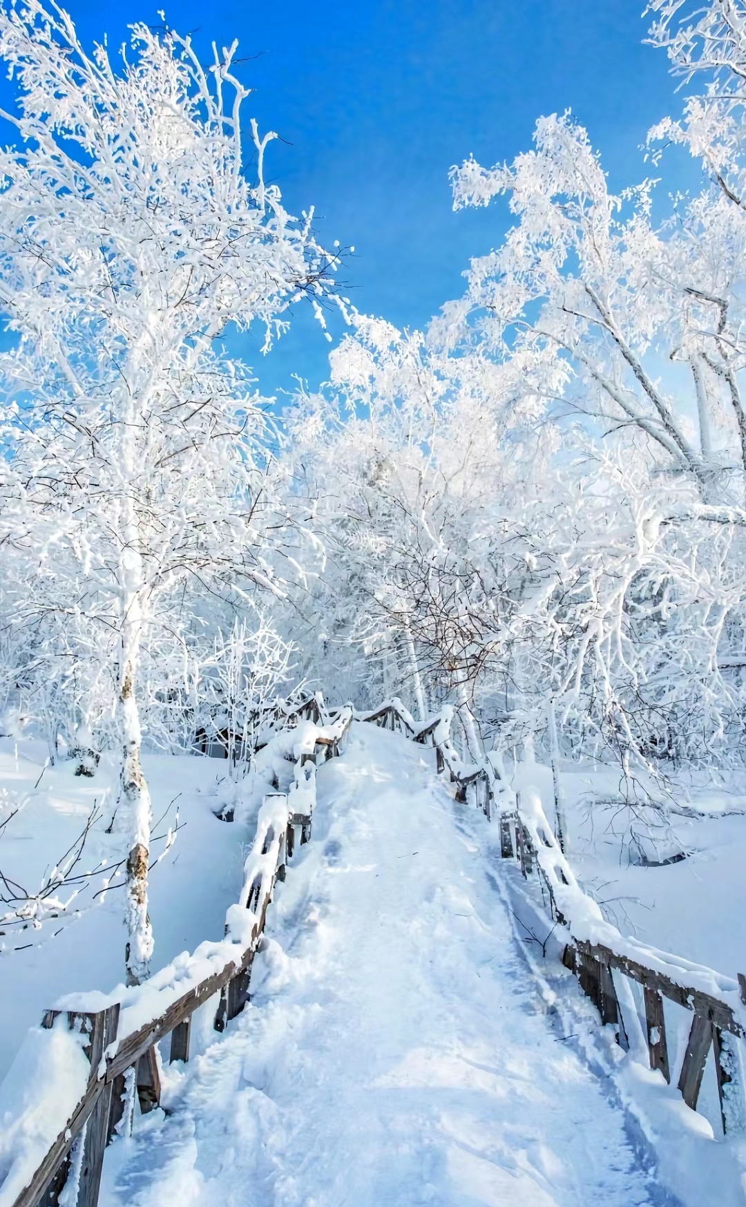 白茫茫的雪地上,屋顶,树枝,道路都布满了纯净洁白的雪花