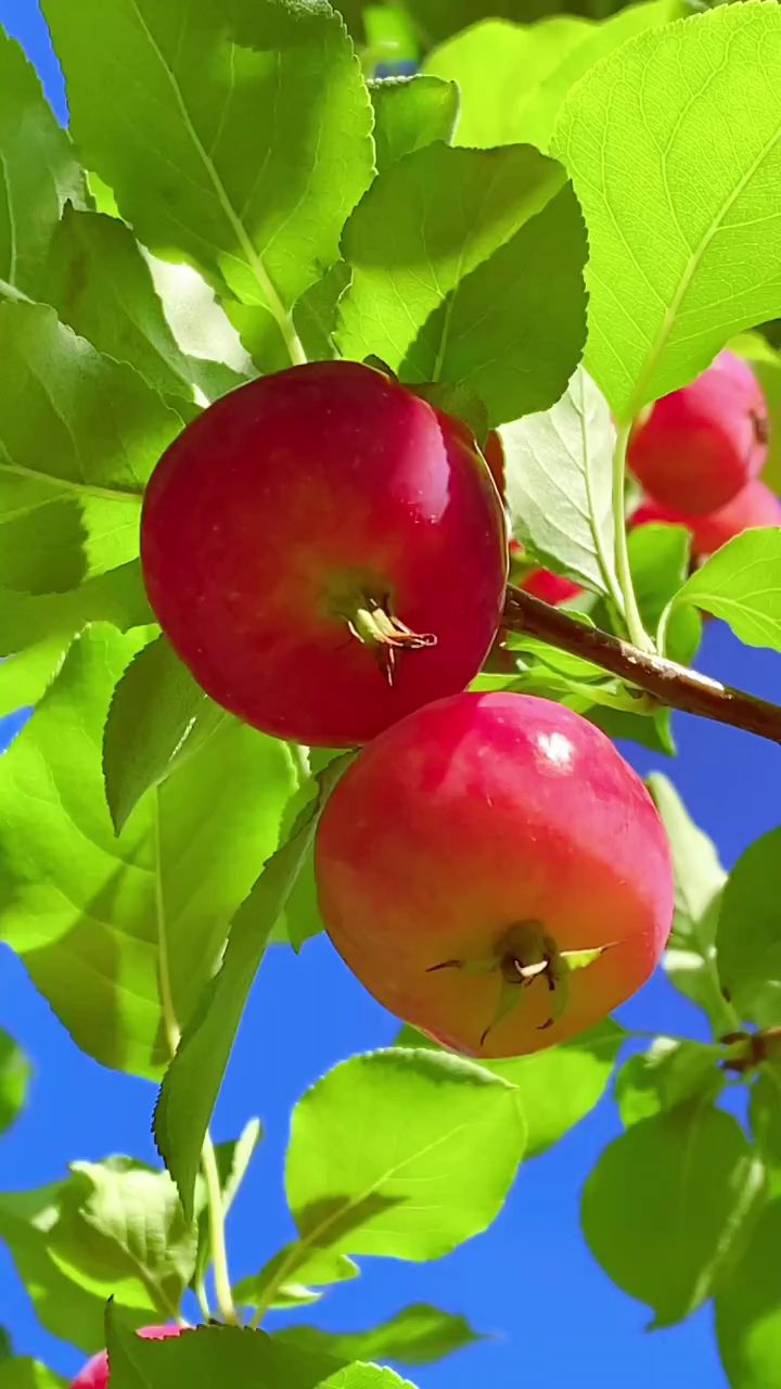 秋天——累累硕果