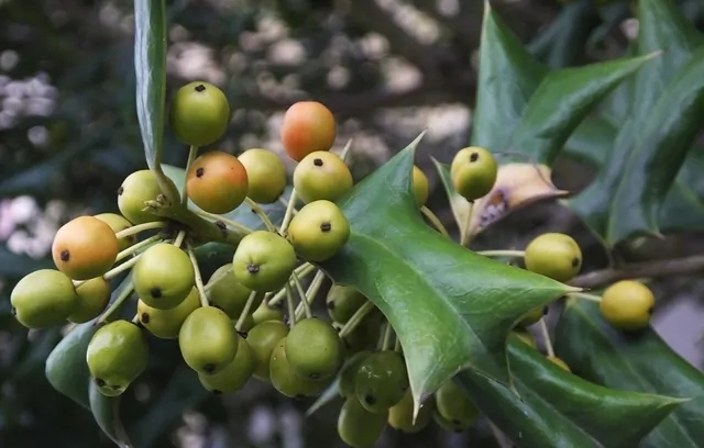 农村的一种野生植物,人称"猫耳刺",全身都是宝,却很少人知道