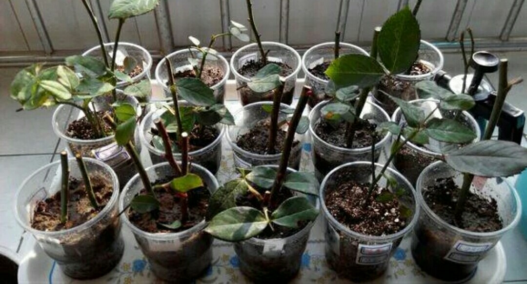 什么叫无性繁殖,哪些植物可以进行无性繁殖,怎样进行操作