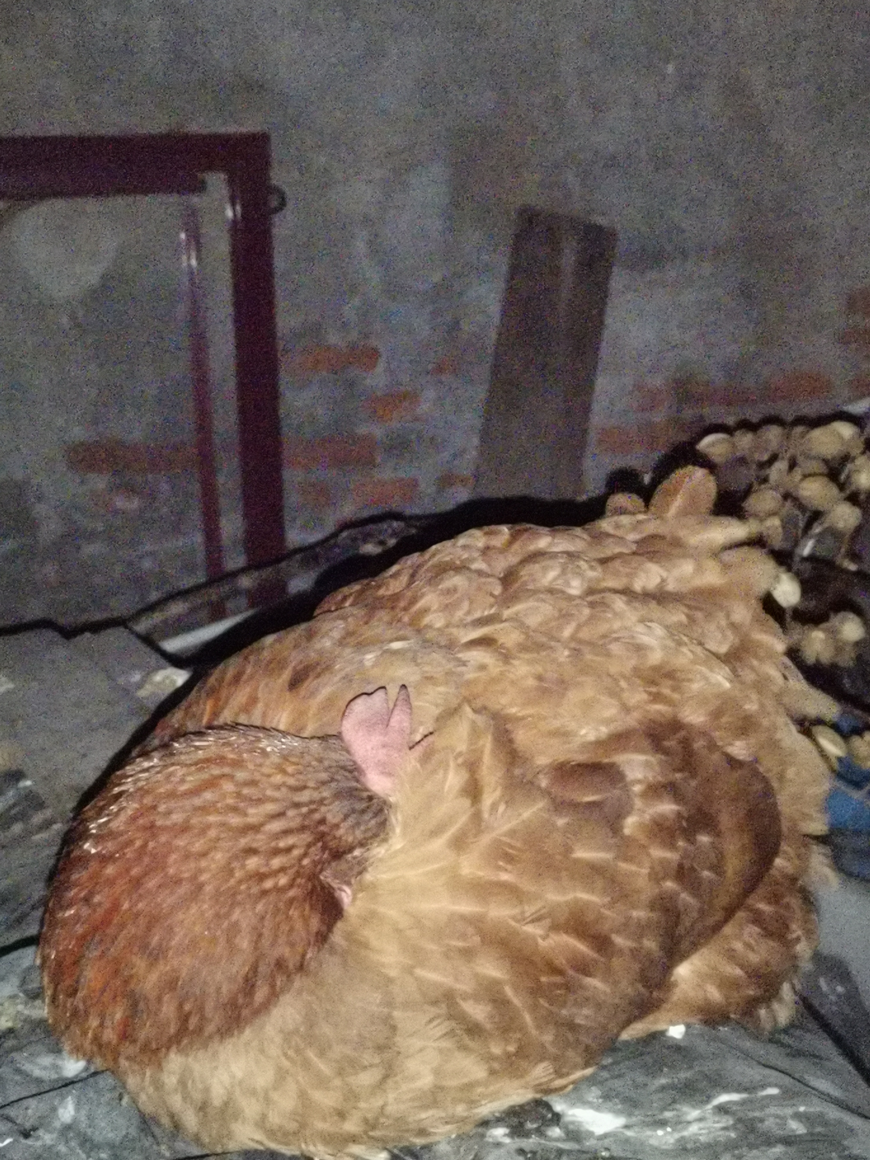 鸡的睡觉姿势
