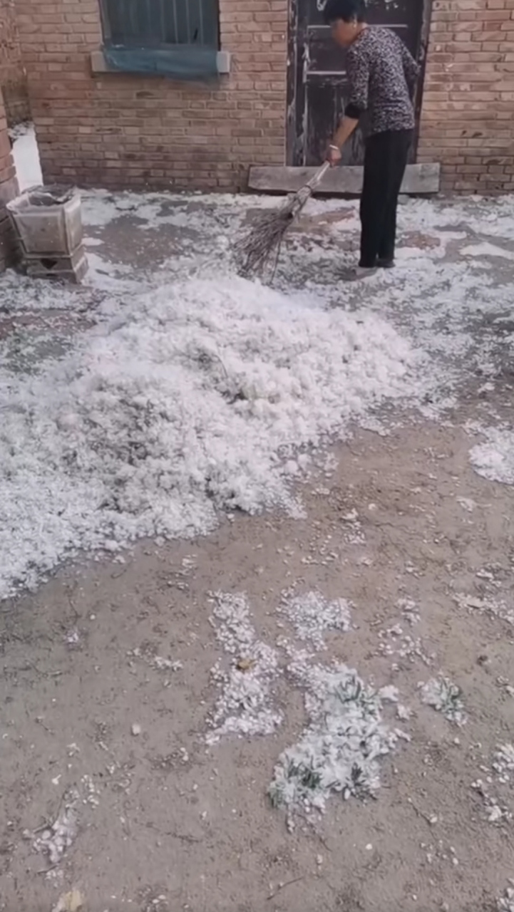 看家里院里的这杨树毛,这么多!