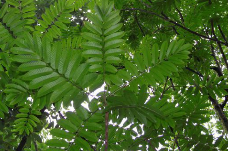 方榄一叶一芽快繁育苗技术