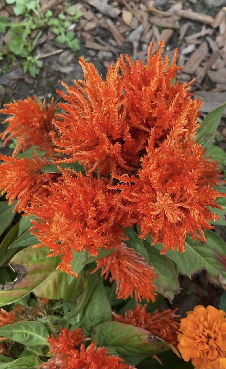 羽状鸡冠花:婉然华彩涂禾穗,灿若霞披画凤翎.