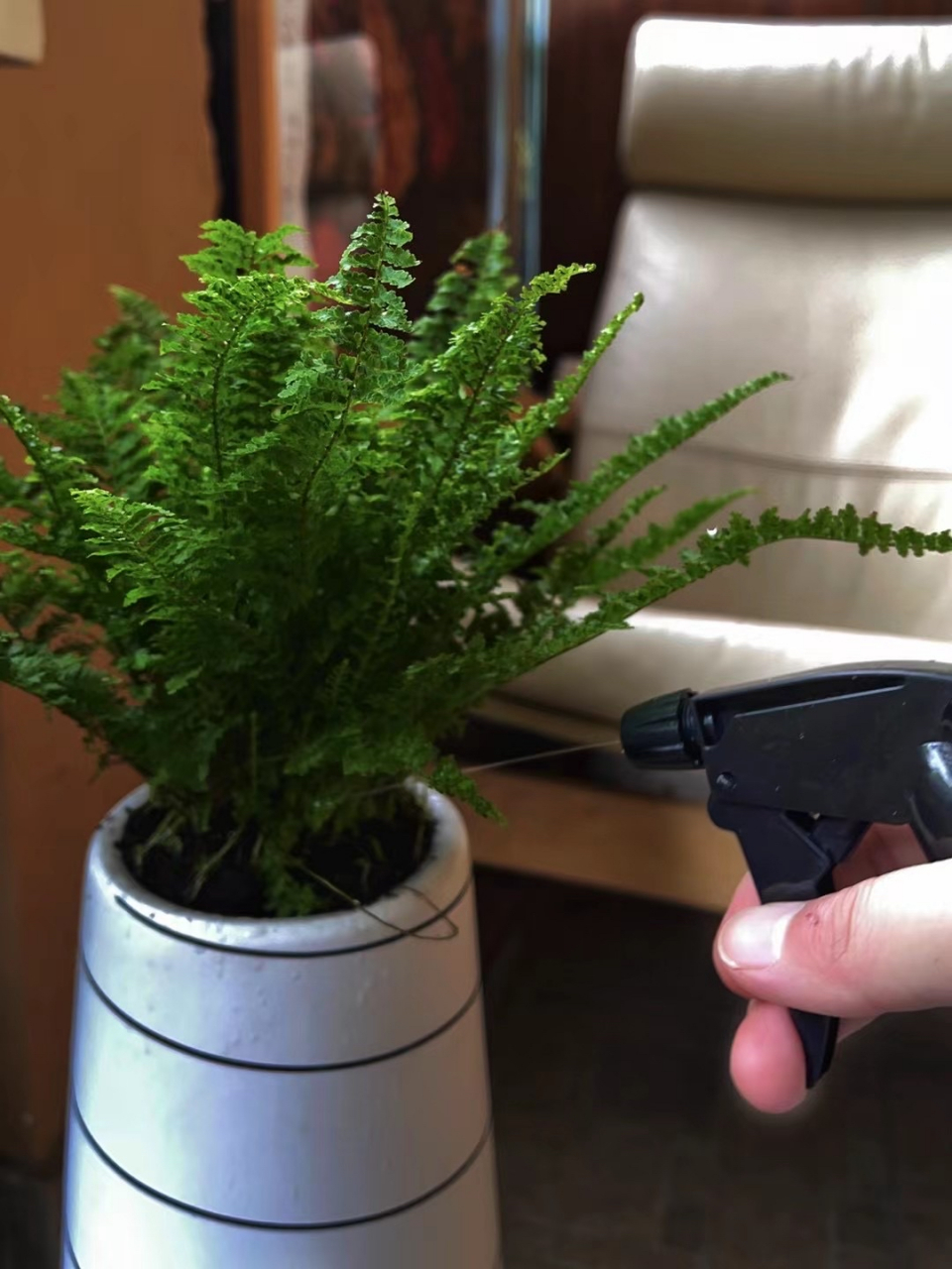 浇花的快乐——玛丽莎蕨#玛丽莎蕨# #养花种菜小分队# #摄影爱好者