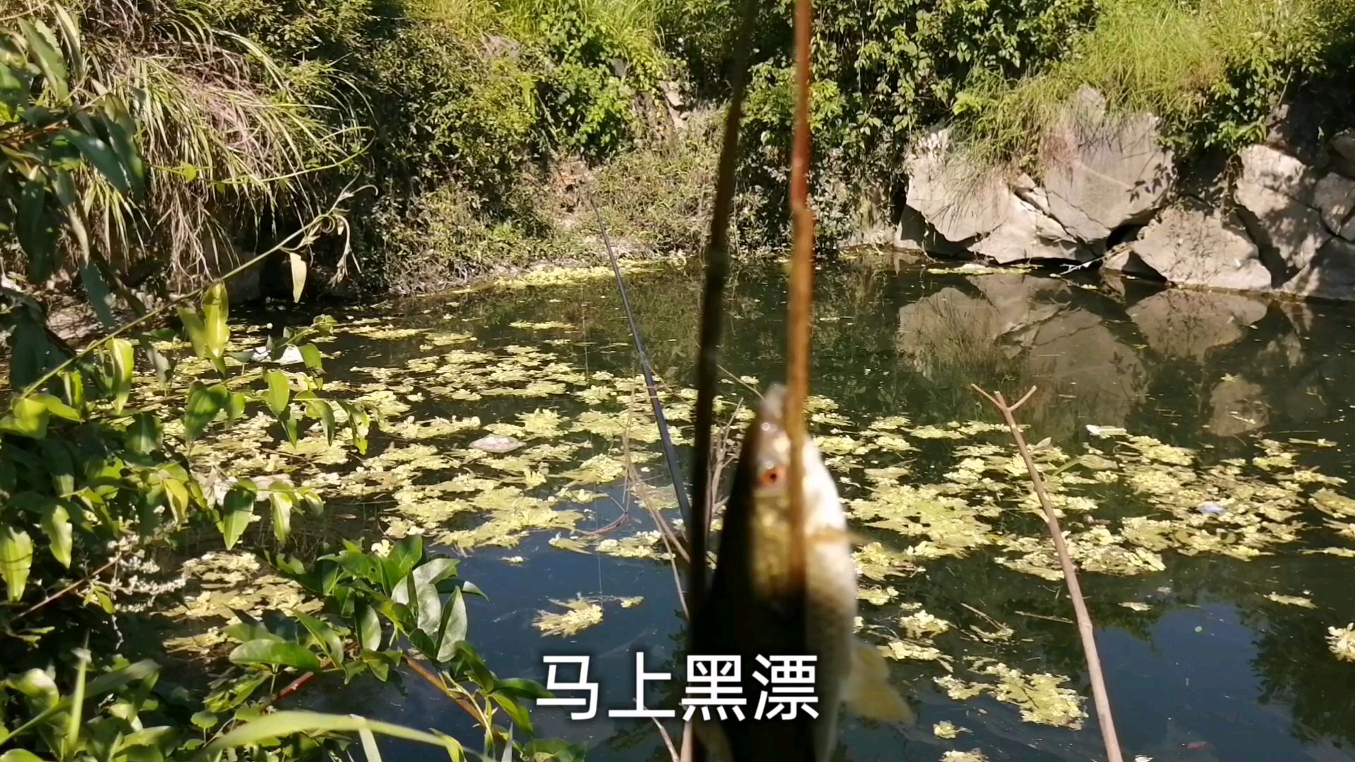 今天换口味,去钓石鲮鱼