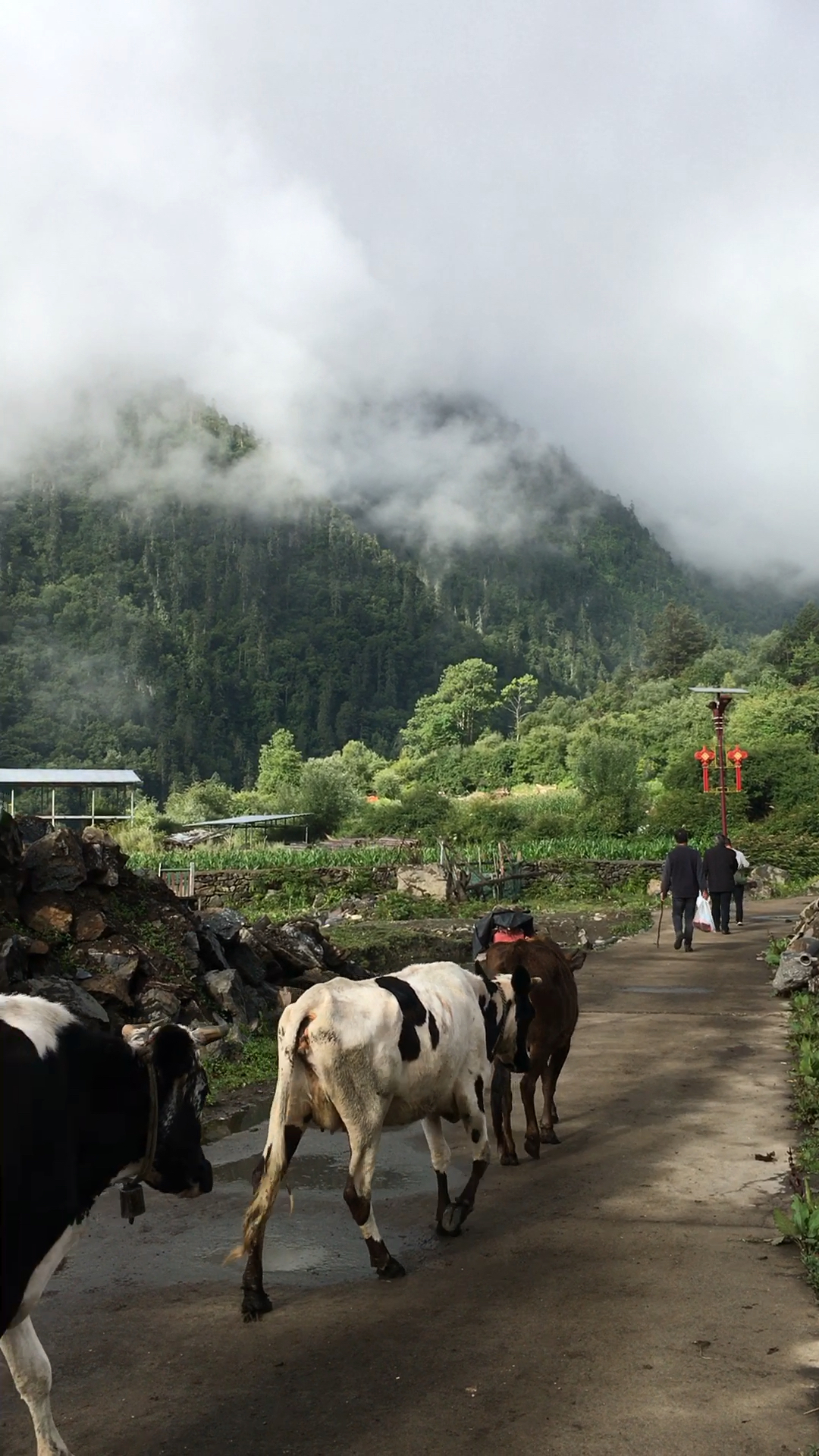 云南迪庆雨崩村,梅里雪山脚下的迷人村落