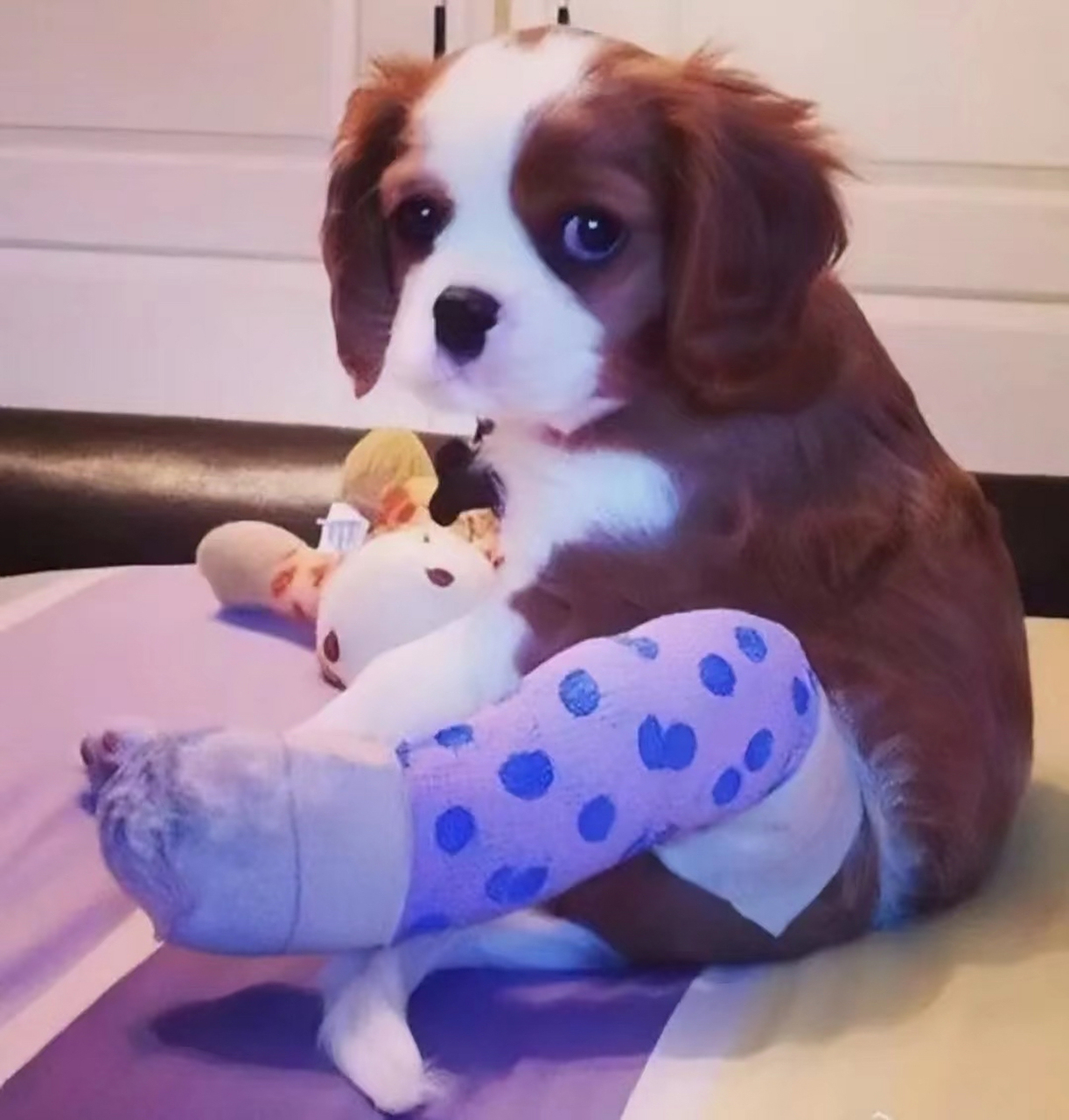 小动物骨折被包扎后,又萌又可怜.