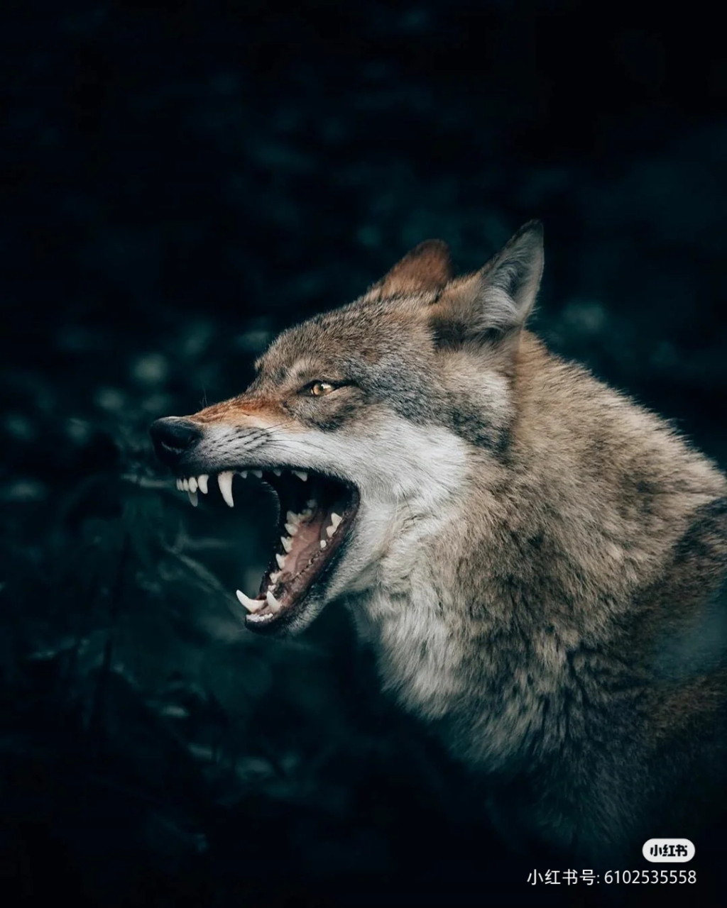 狼若回头,不是报恩就是报仇