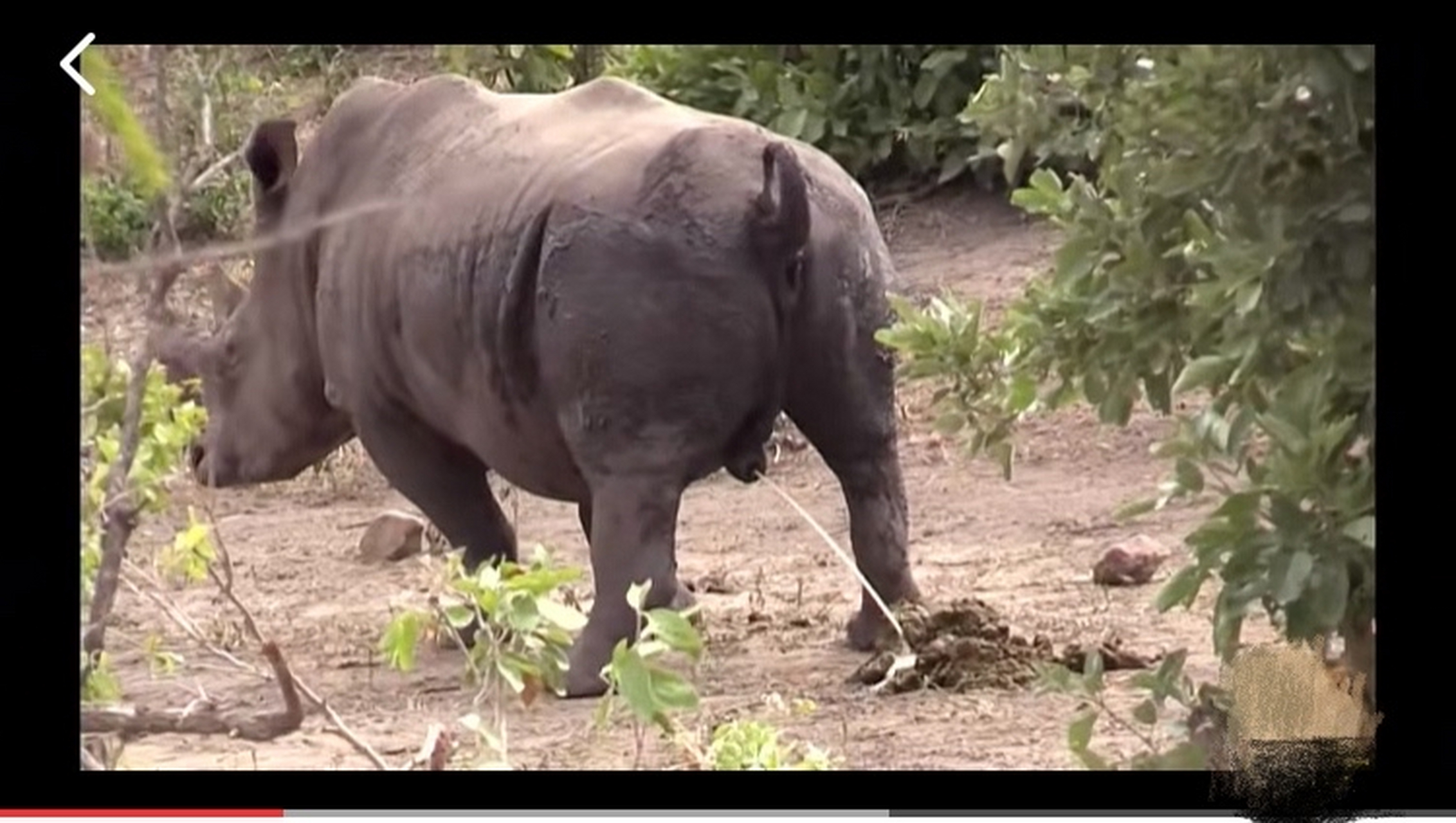 大犀牛站着尿尿,路边小树倒了霉 这家伙怎么是像后呲水枪的,它是怎么