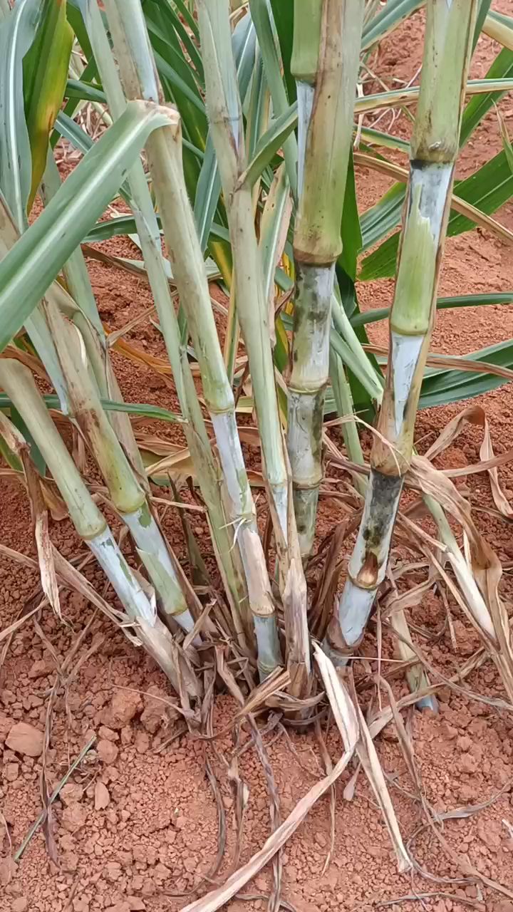 甜象草对比差距皇竹草