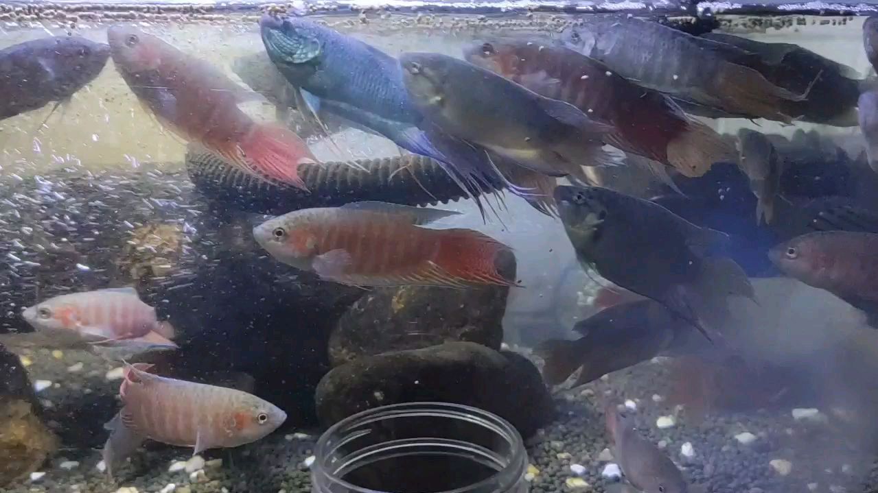 一早给鱼苗喂食了,昨晚又出一窝澳火斗鱼,黄金斗鱼准备弄楼顶去