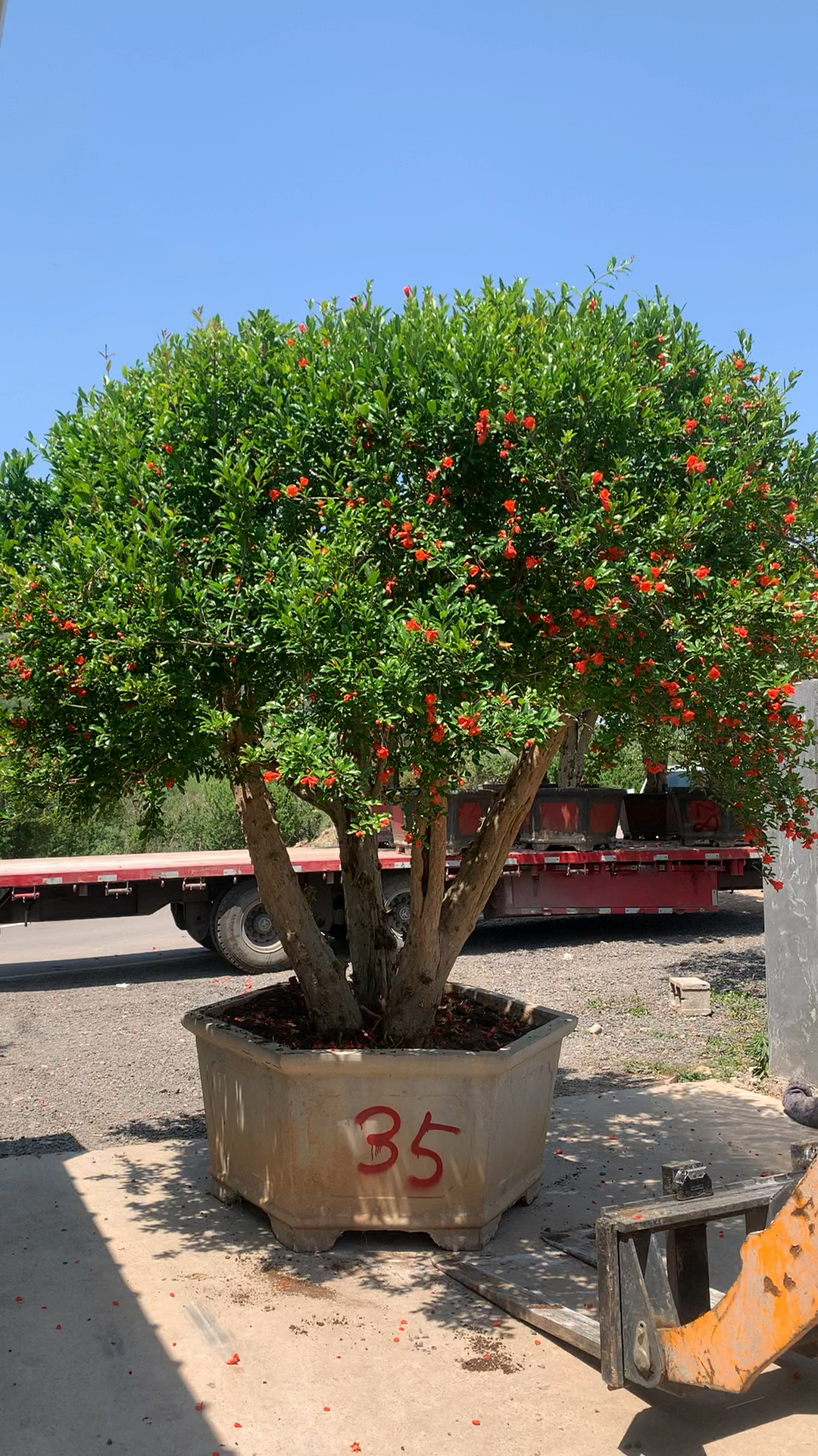 精品大冠幅石榴景观树树型漂亮大气满满的花
