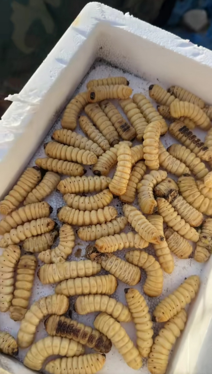 木头里好多这样的虫子,听说这样的虫子能卖钱,真的吗?