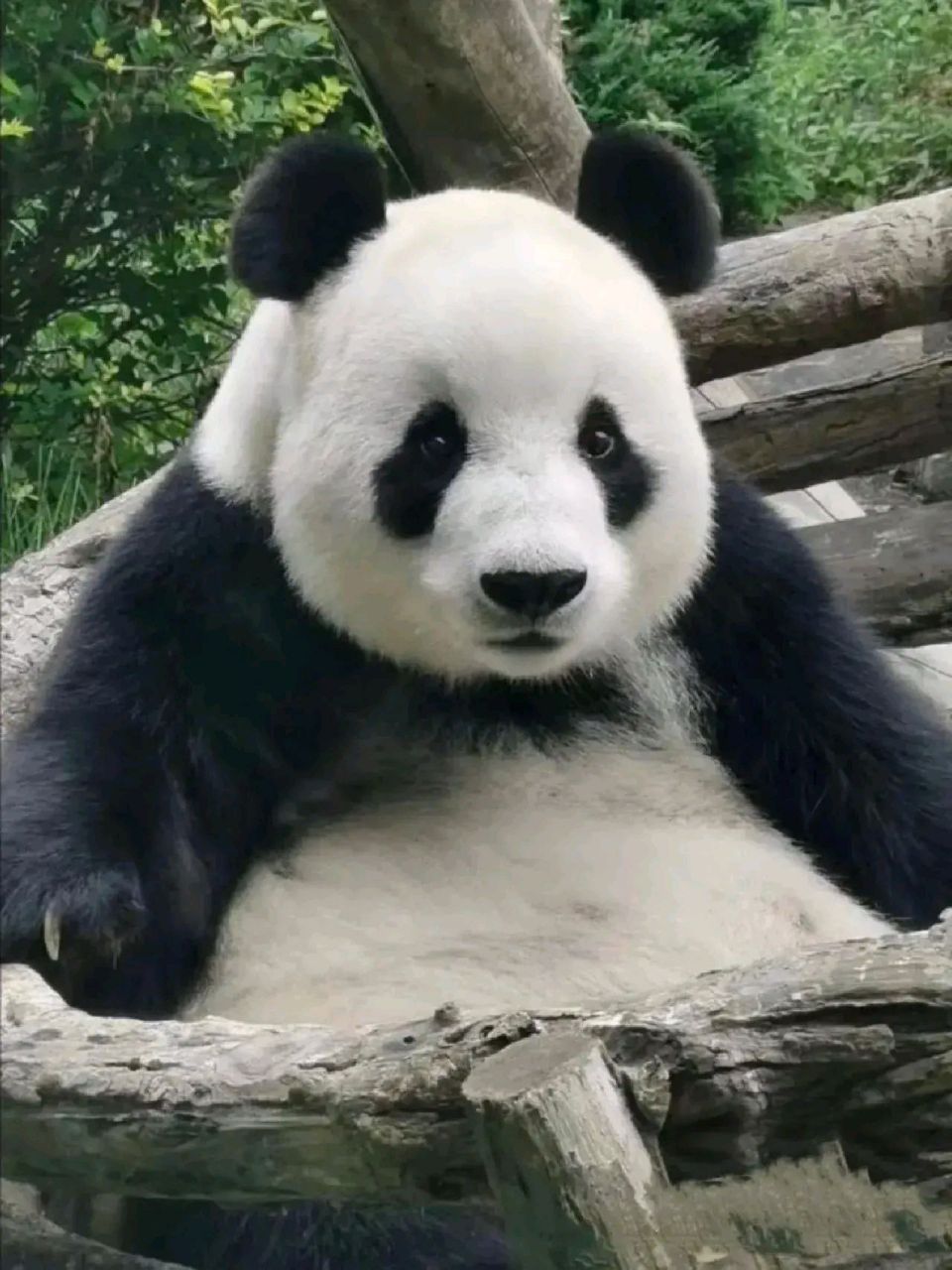 中心不敢借出去,爸爸芦芦著名家暴熊,除了喜妹其他老婆都被他毒打过