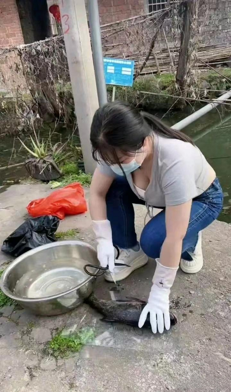美女在杀鱼,你知道今天晚上吃什么了吗?