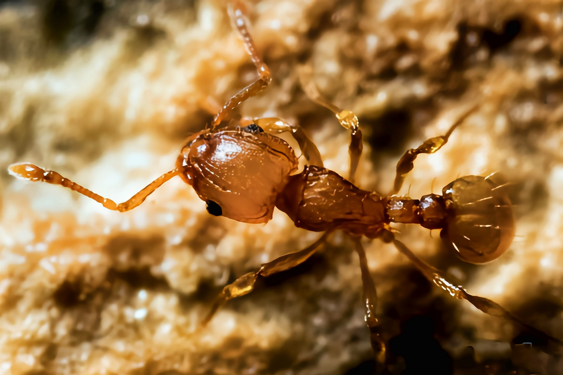 每天认识一种动物——小火蚁 小火蚁别名电蚁,可可蚁,小瓦火蚁,金刻沃