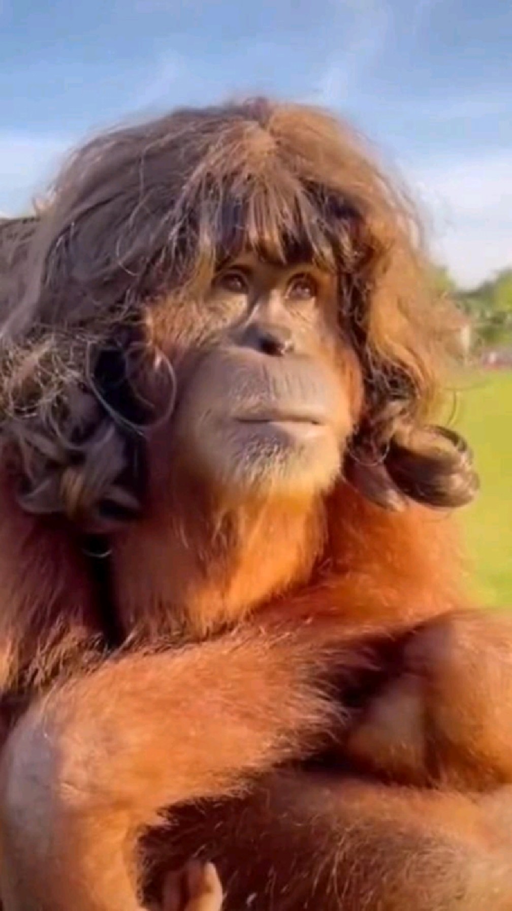 当大猩猩带上假发后,接下来一个动作,看完已笑晕