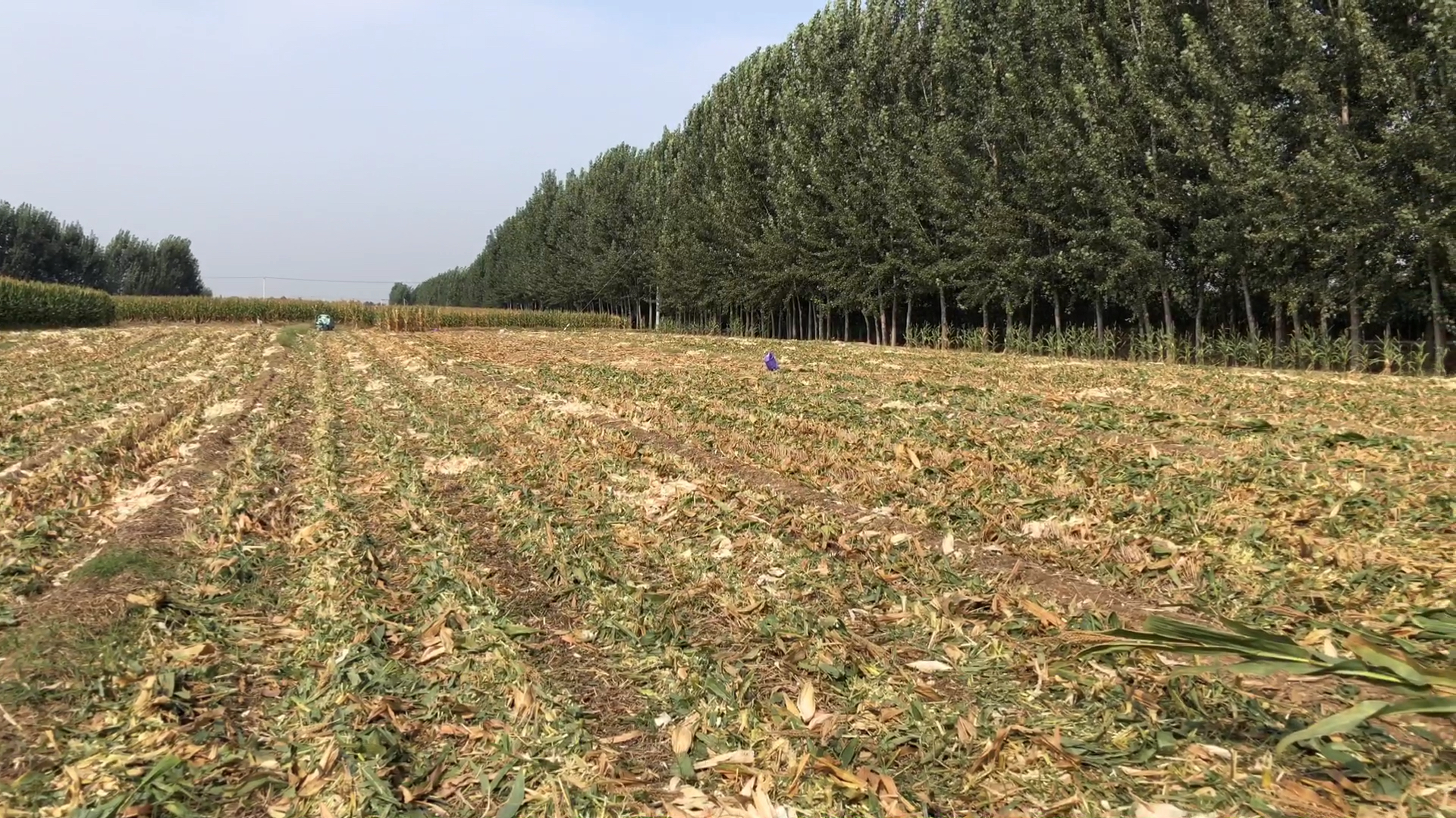 山东农村过秋,荷叶馍馍夹菜,吃饱喝足继续干活