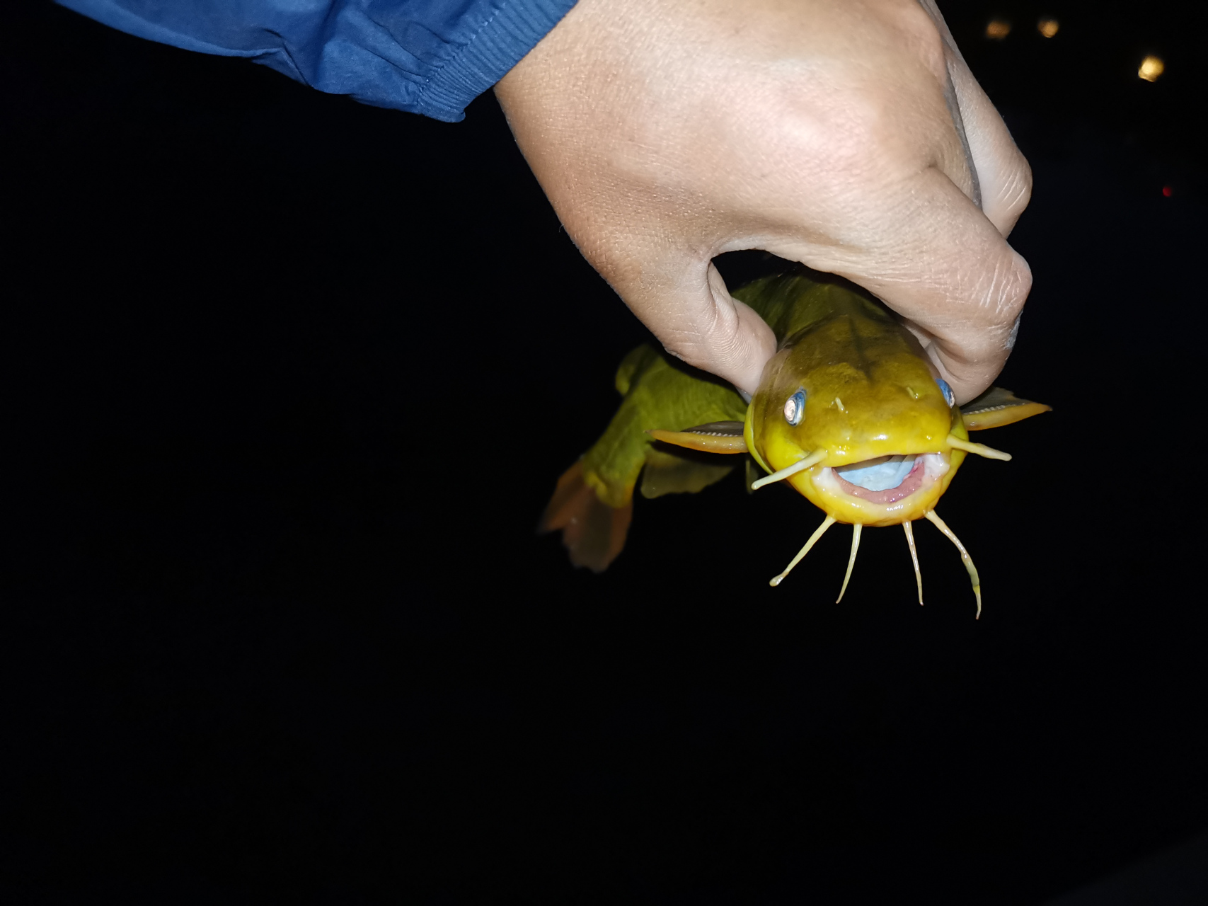 黄辣丁与牛尾巴的区别  黄辣丁,又叫黄颡鱼,昂刺,昂公,嘎丫,是鲿科 黄